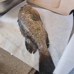 Services 515369667 10163442385437359 5594731810470567667 n