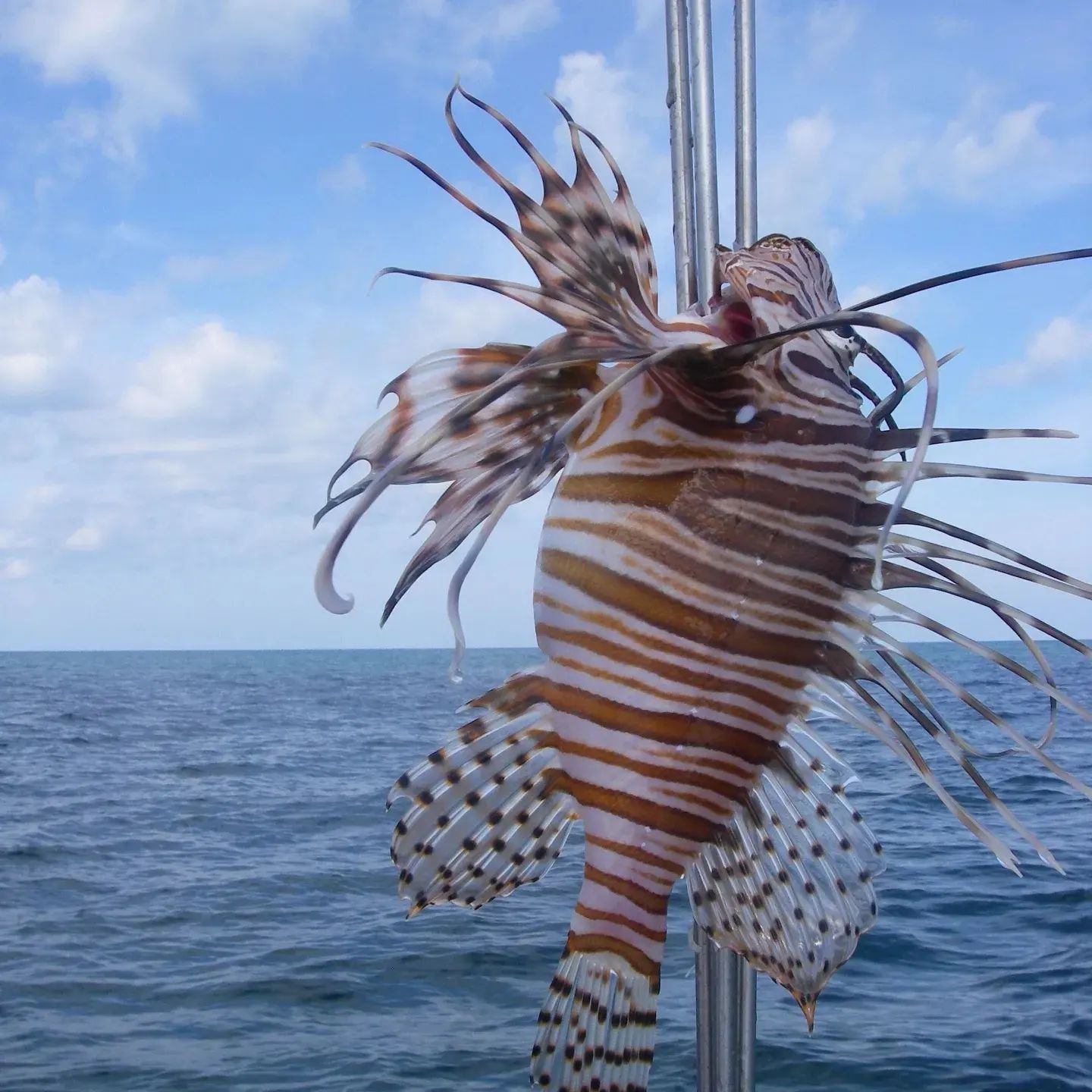 487298244 1335933408050262 326152174528531216 n