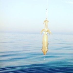 41181751 1883347345081873 6073864530058805248 n