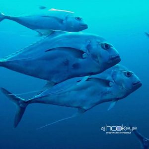 465172050 8574411902642017 8449925349772960868 n