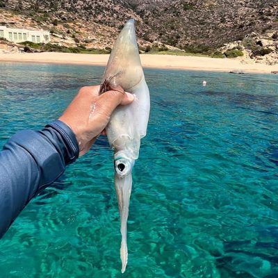 Sea to Plate Boat Experience 508856605 10163360100212359 3479249187338529735 n