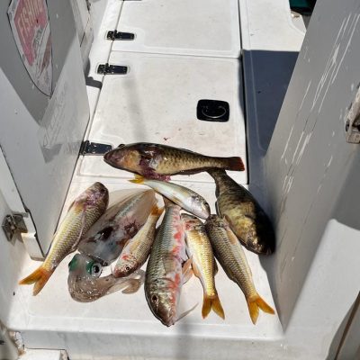 Sea to Plate Boat Experience 510408325 10163360100067359 5130960181417633053 n