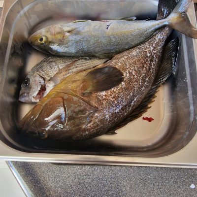 Sea to Plate Boat Experience 515691026 10163442386067359 539367102598326253 n