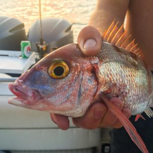 67968160 2391517694264833 2909165195655905280 n