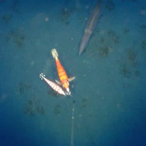 75166931 2576919975724603 4867324267181637632 n