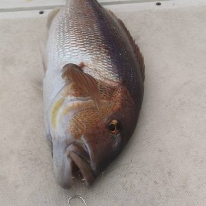 75474202 2575346492548618 3625116134862225408 n