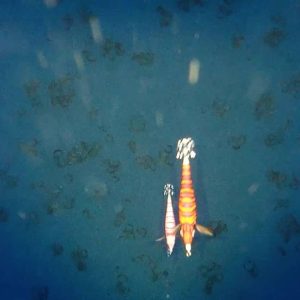 75604042 2576920455724555 762445819906359296 n