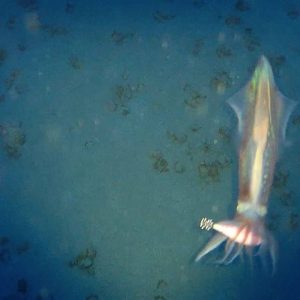 76180378 2576920612391206 8772790780222767104 n