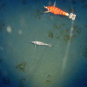 76722775 2576920162391251 7249830905030639616 n